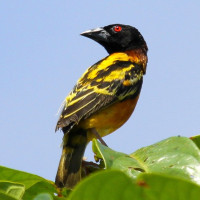 Village Weaver